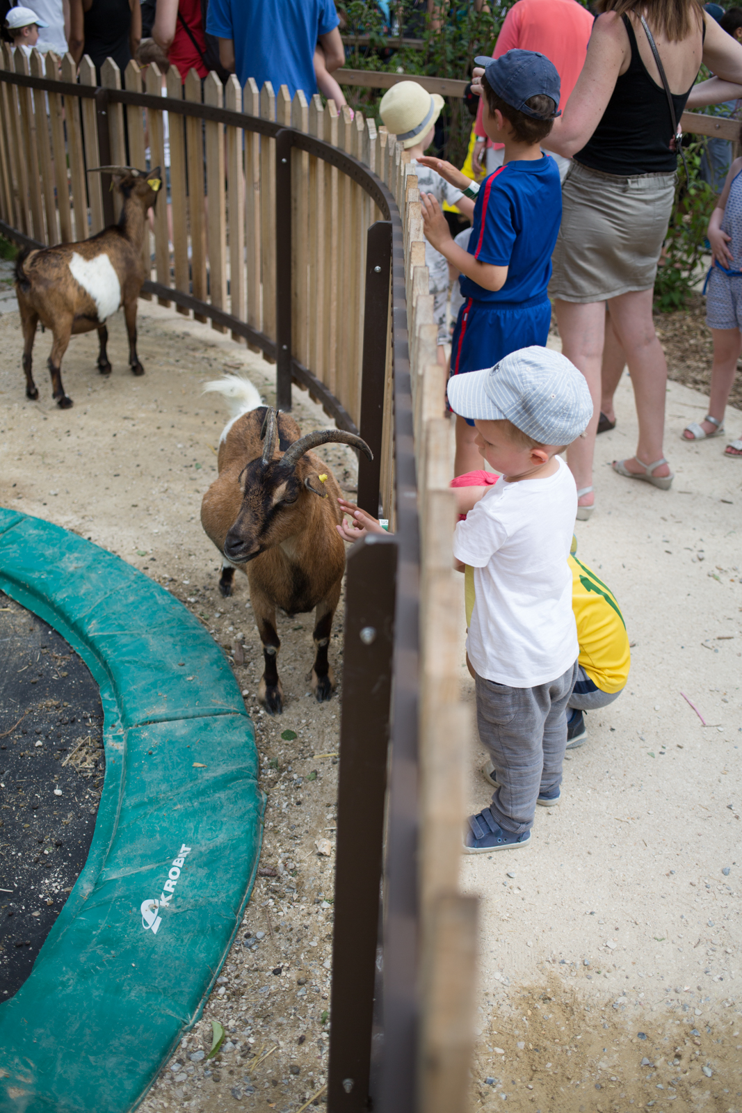 Les chevres du jardin d'acclimatation